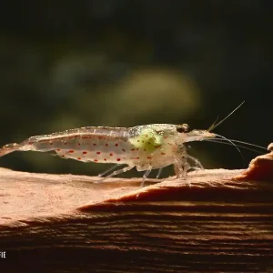 Heißes Angebot Rote Amanogarnele, Algengarnele (Caridina multidentata) - Größe "L"